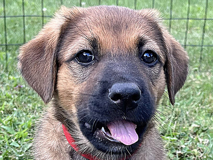 chinook puppy